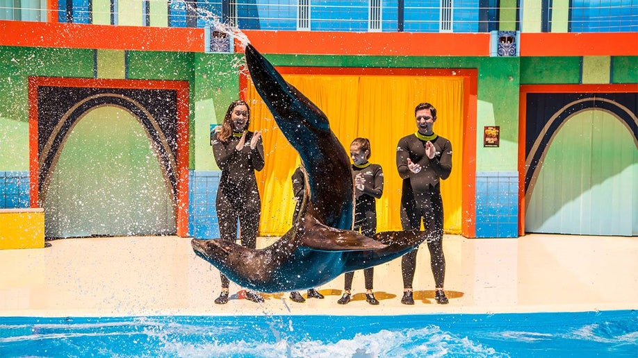 sea lion flipping through the pool at a show in SeaWorld in San Antonio, Texas, USA