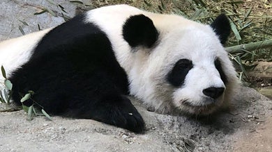 close up of panda bear at Zoo Atlanta in Atlanta, Georgia, USA