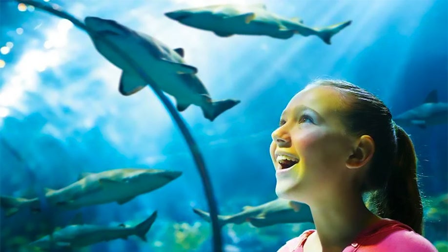young girl in tunnel at Shark Encounter in SeaWorld Orlando, Florida, USA