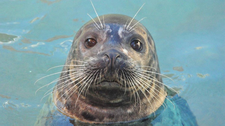 close up of sea lion in pool at Miami Seaquarium in Miami, Florida, USA