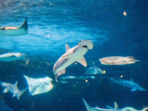 What to Expect at the Gatlinburg Ripley's Aquarium