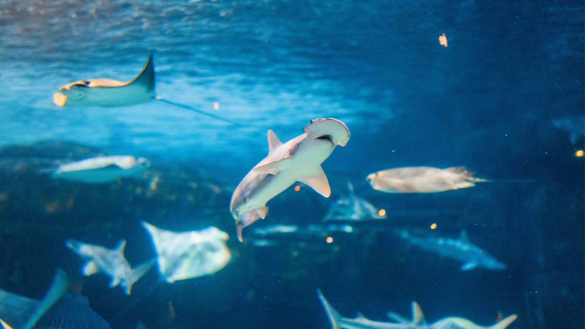 shark in ripleys aquarium gatlinburg tennessee