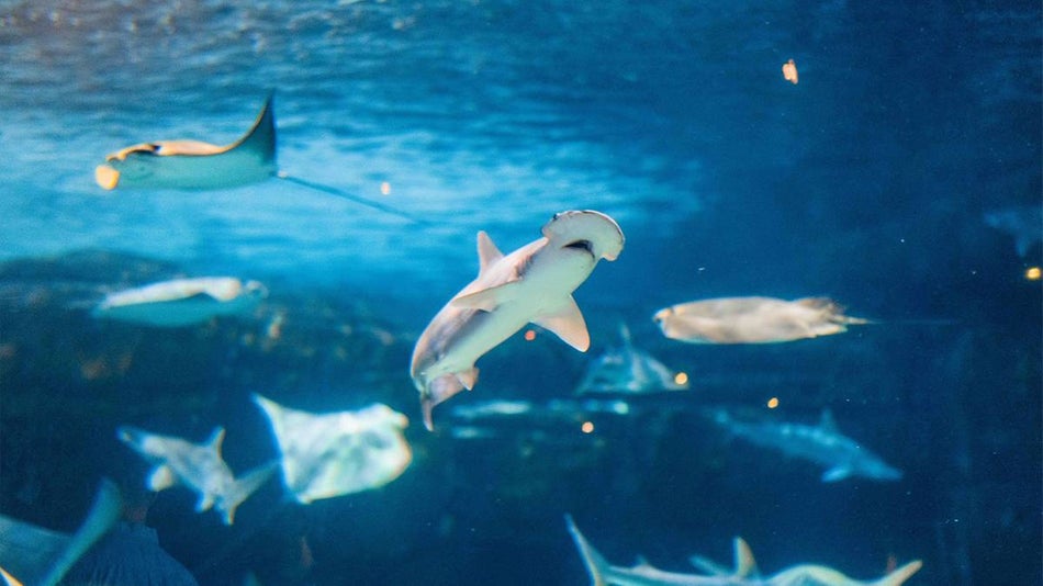 Ripley's Aquarium of the Smokies 2024 Coupons and Reviews