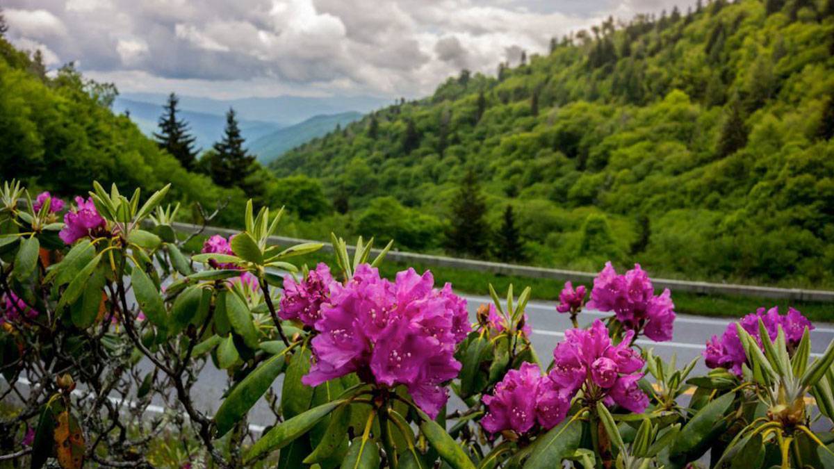 flowers along the roadway in smoky mountains