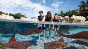 sting rays in ray lagoon with family standing in pool at Discovery Cove in Orlando, Florida, USA