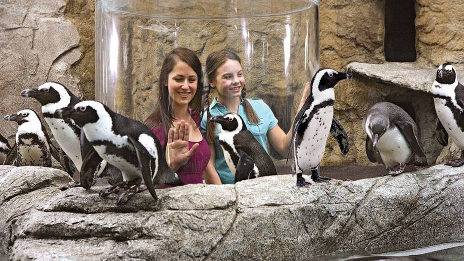 Ripley's Aquarium Penguin Periscope