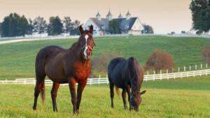 Horse Farm Ohio Valley