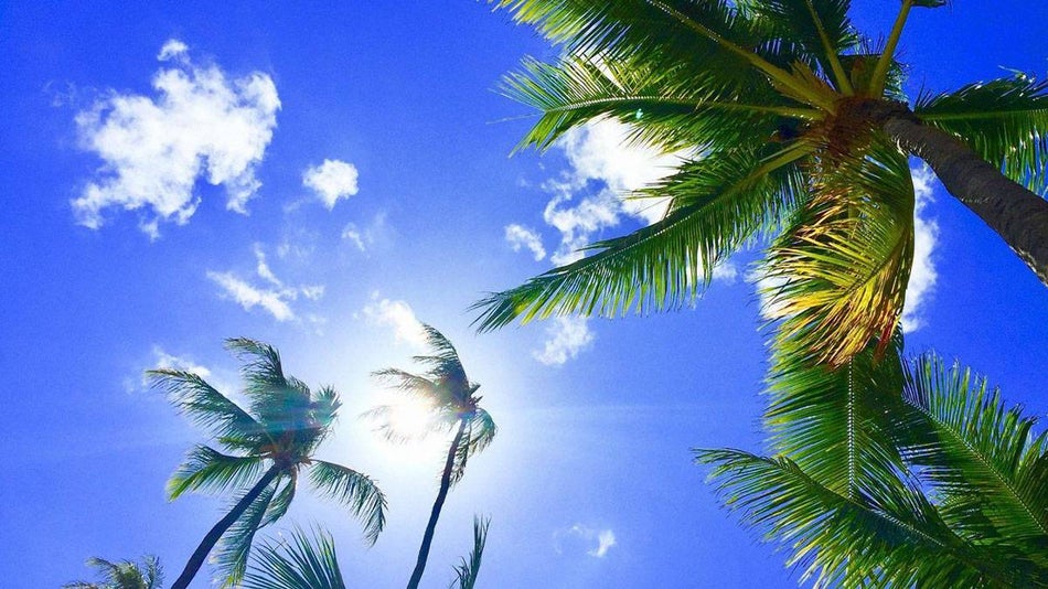 Palm Trees with Blue Sky