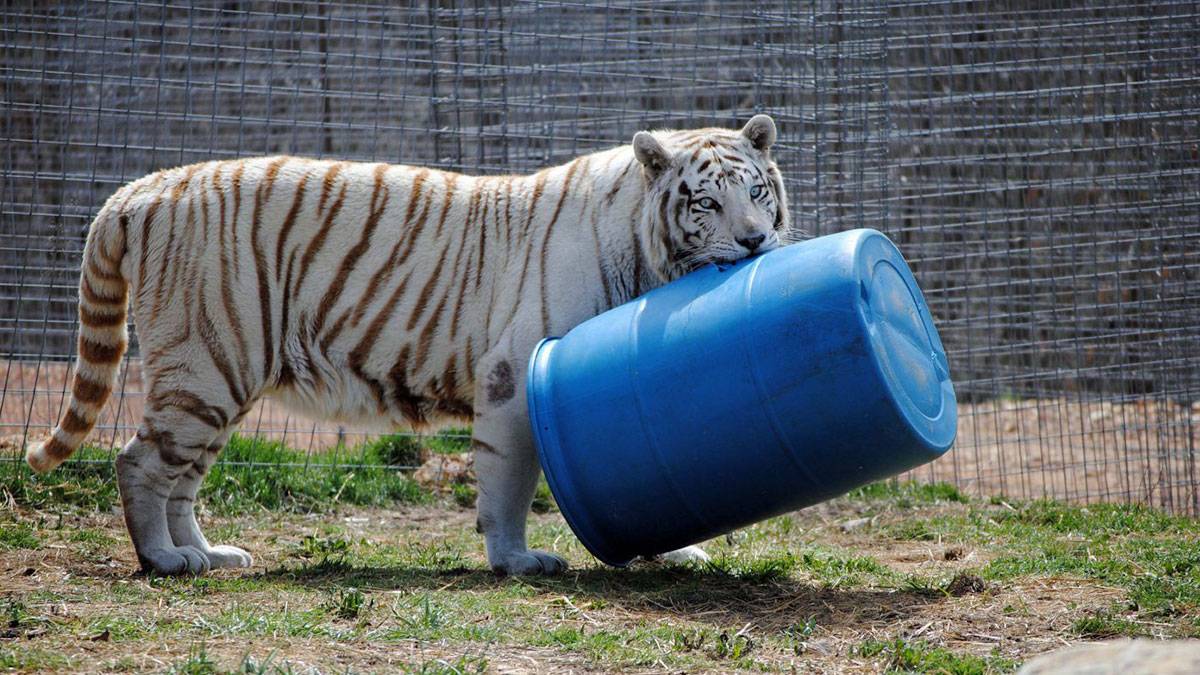 bengal tiger with blue can in mouth at The National Tiger Sanctuary in branson missouri