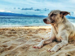 Dog Friendly Hotel San Diego - Your Complete Guide