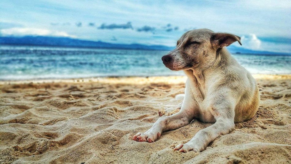 dog laying on sandy beach during daytime blue waters