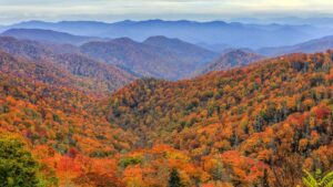 colorful orange and red autumn fall foliage in the Great Smoky Mountains in Gatlinburg, Tennessee, USA