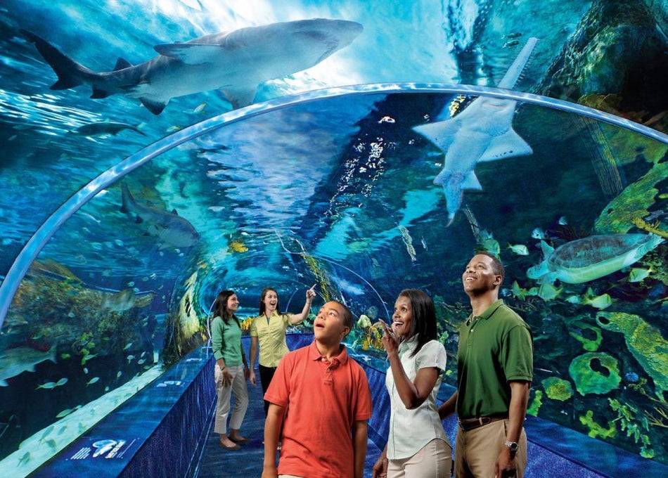 family standing in shark tunnel at ripley's aquarium gatlinburg tennessee