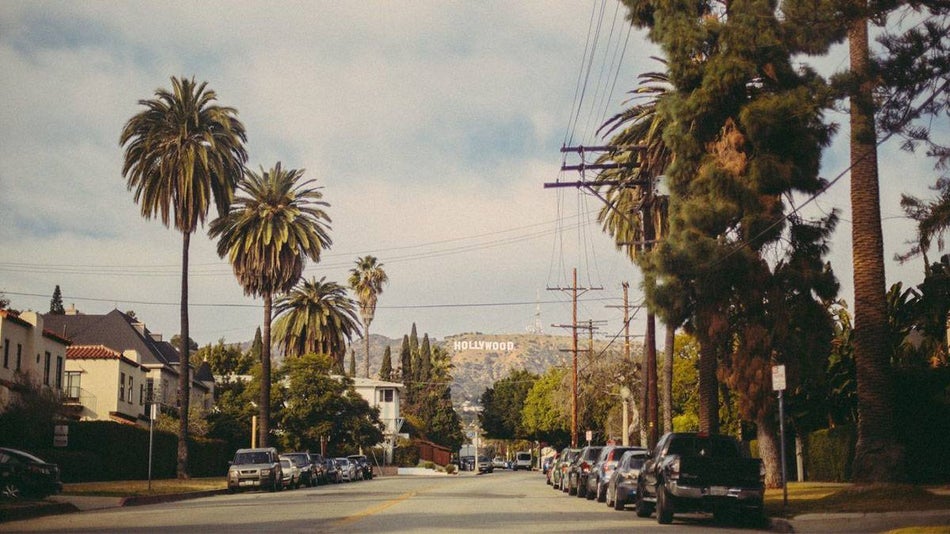 Los Angeles neighborhoods lined with palm trees facing the Hollywood sign