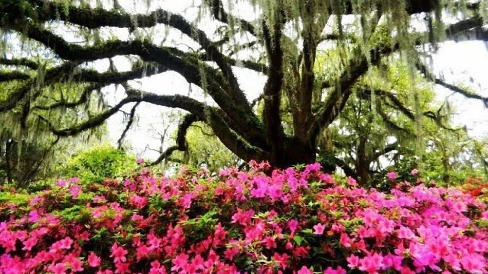 close up of flowers and moss covered tree at brookgreen gardens
