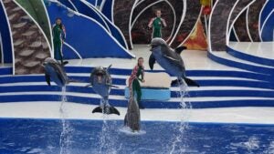 dolphins jumping through the air during show at SeaWorld Orlando, Florida, USA