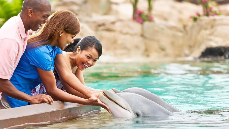 family petting dolphin at seaworld orlando