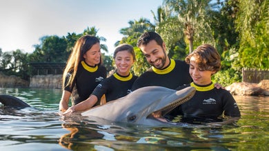 Dolphin Cove and Interactive Dolphin Pool