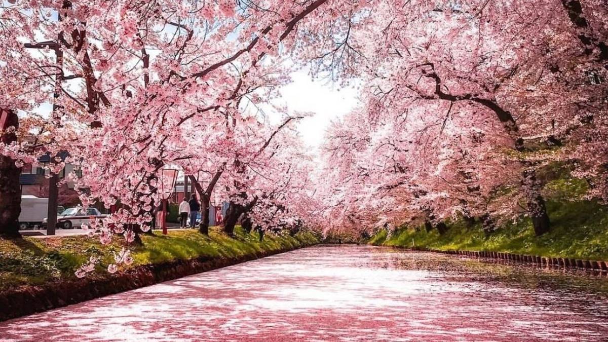 pink cherry blossoms in the spring in Philadelphia Pennsylvania, USA