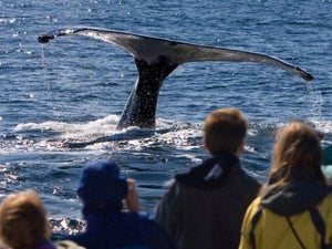 Whale Watching in San Diego: A Winter Highlight
