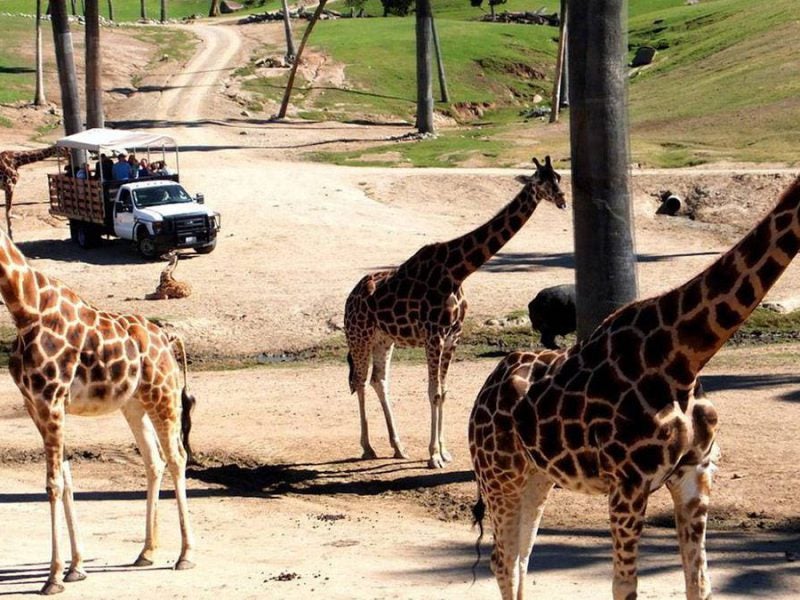 6 San Diego Zoo Safari Park Tips That Will Make Your Visit Even Better
