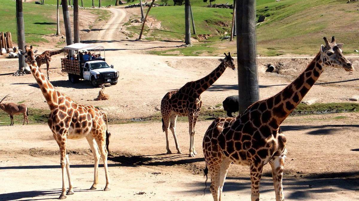 tour of San Diego Zoo Safari Park with Giraffes