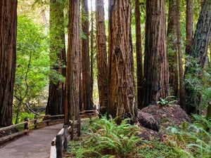 Muir Woods Tours - 2023 Discount Tickets & Reviews