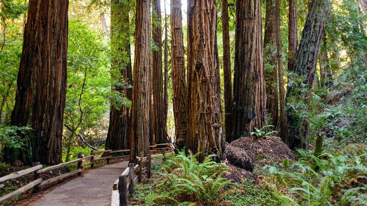 trail through muir woods national monument