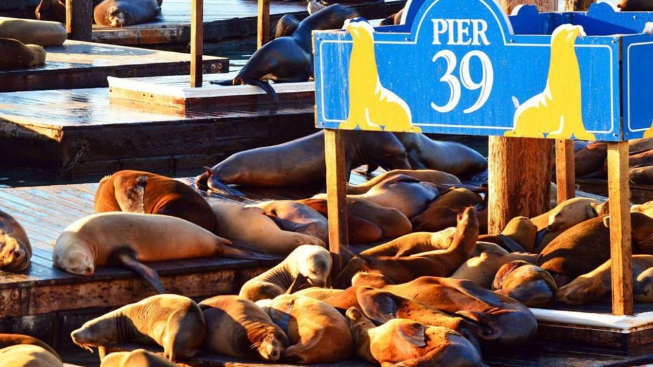 Make sure Pier 39 is on your San Francisco bucket list