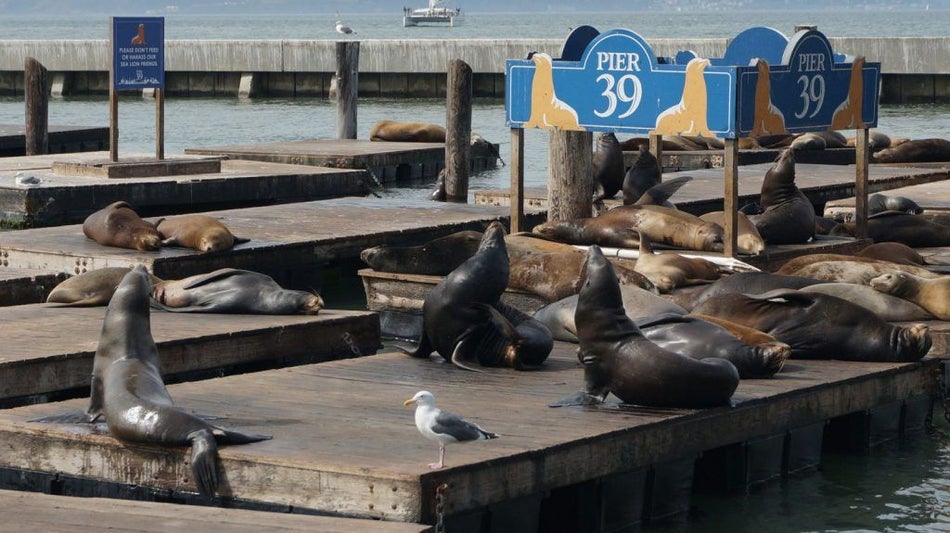 group of sea lions sun bathing on docs with sea gulls at Pier 39 in San Francisco, California, USA