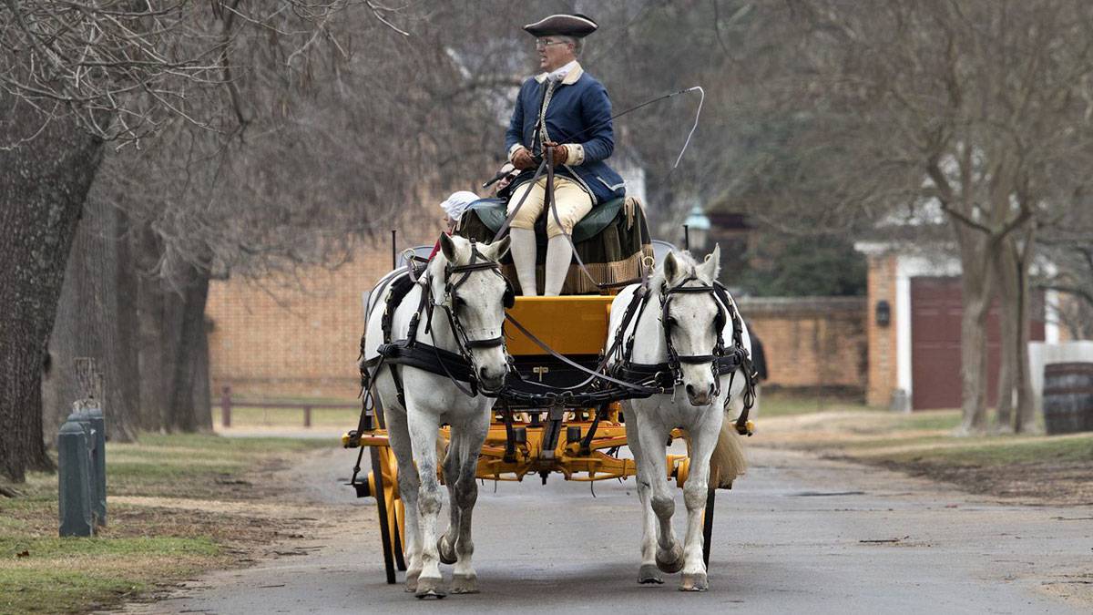 man riding carriage in colonial williamsburg