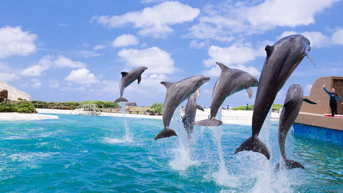 Six grey dolphins leaping in the air over bright blue water wit their trainer standing in the background on the right in at Sea Life Park in Oahu, Hawaii
