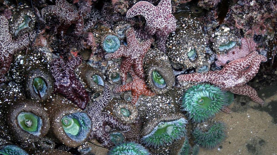 Close up view of a tide pool with lots of green and pink sea life growing in it at Dana Point in San Diego, California, USA