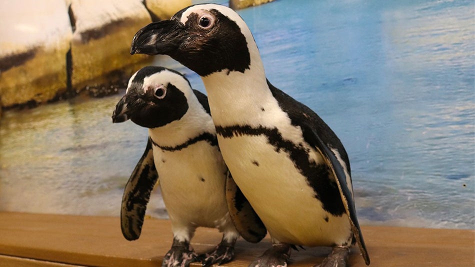 close up of African Penguins with pool in background at The Florida Aquarium in Tampa, Florida, USA