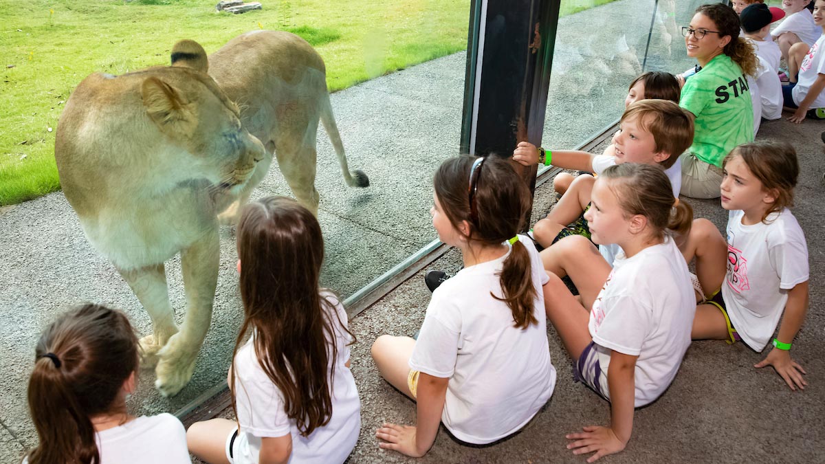 children sitting down looking at lion behind glass at Audubon Zoo and Aquarium in New Orleans, Louisiana, USA