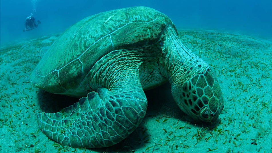 close up of sea turtle eating sea grass with diver in distance at Bays and Beaches Gallery in The Florida Aquarium, Tampa, Florida, USA