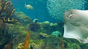 two fish swimming near school of fish and stingray in coral reef at Coral Reef Habitat at The Florida Aquarium in Tampa, Florida, USA