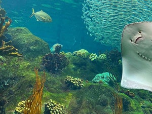 My Visit to The Florida Aquarium