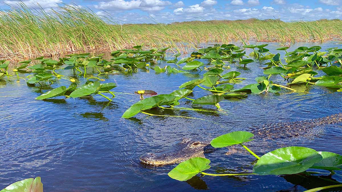 An image of a lake with a crocodile on it