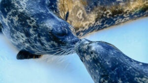 close up of two harbor seals kissing at Seaworld in Orlando, Florida, USA