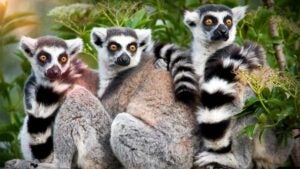 close up of Lemurs with plants in background at Journey to Madagascar in The Florida Aquarium, Tampa, Florida, USA