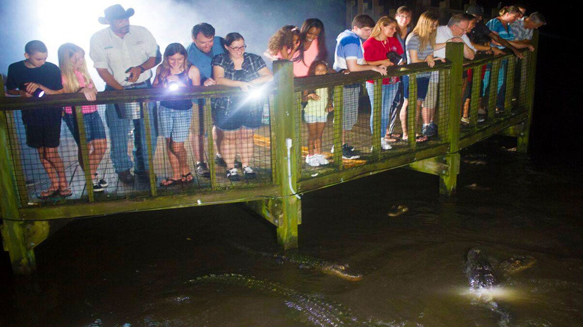 people gathered on bridge holding flashlights looking at crocodiles in water at Night Shine Tour in Gatorland, Orlando, Florida, USA