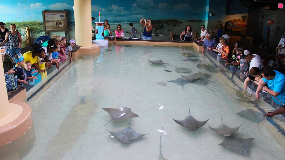 people gathered around pool filled with stingrays at Stingray Beach, The Florida Aquarium in Tampa, Florida, USA