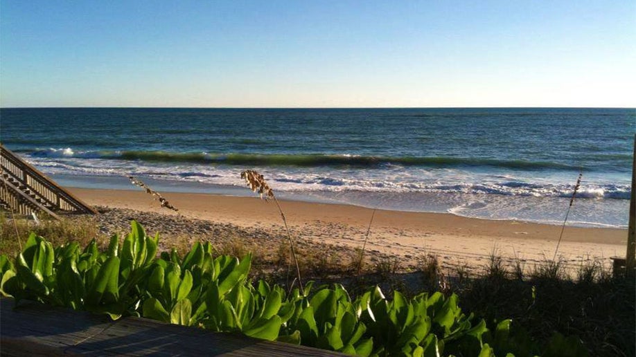 shore of Vero Beach with plants in foreground on a sunny day in Florida, USA