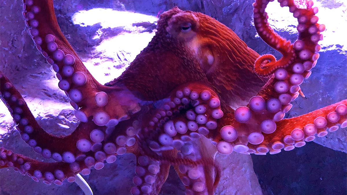 close up of giant octopus at Waves of Wonder in