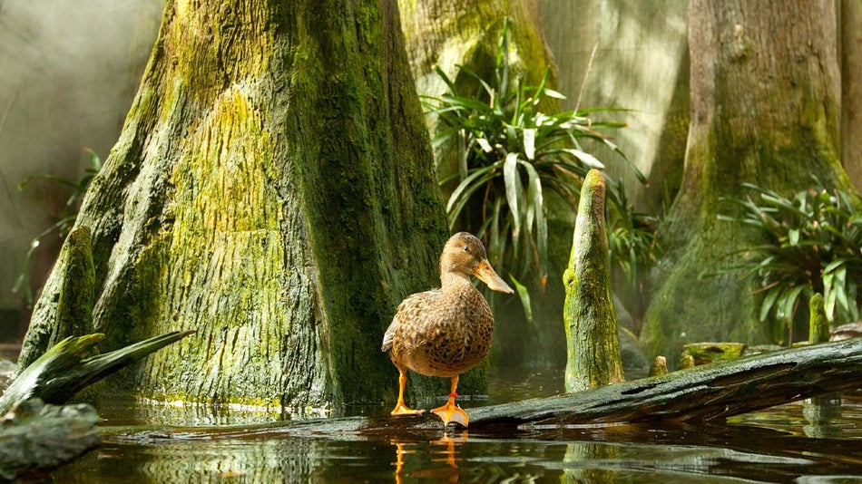 close up of duck approaching water surrounded by trees and plants at Wetlands of Florida in The Florida Aquarium, Tampa, Florida, USA