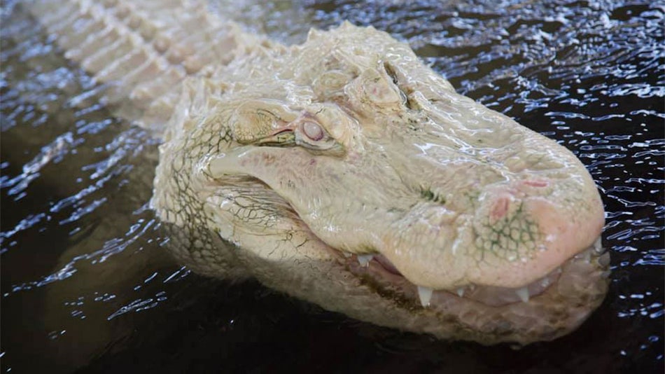 close up of white gator in water at Gatorland in Orlando, Florida, USA