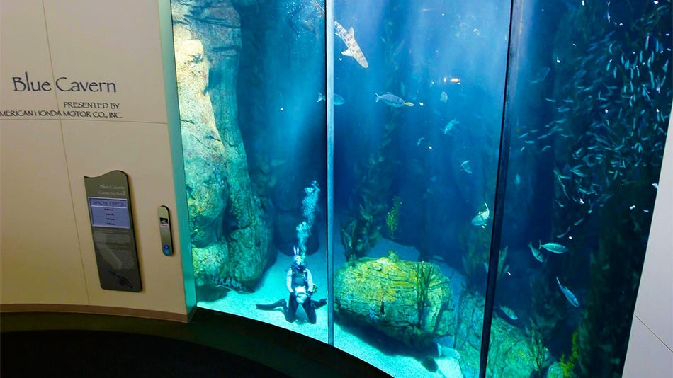 A picture of an aquarium with a man inside and a fish