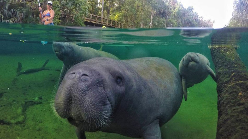 close up of manatees underwater with woman in swimsuit in background standing