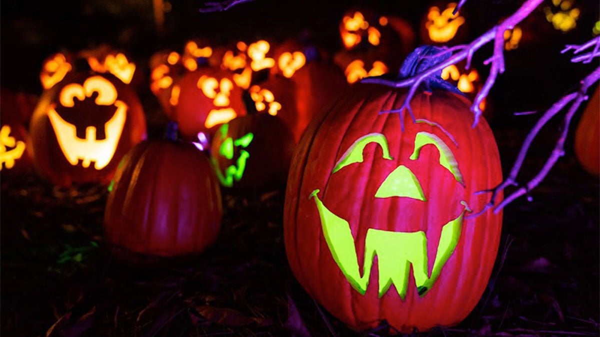 close up of illuminated carved pumpkins for Great Pumpkin Luminights at Wild Adventures in Valdosta, Georgia, USA